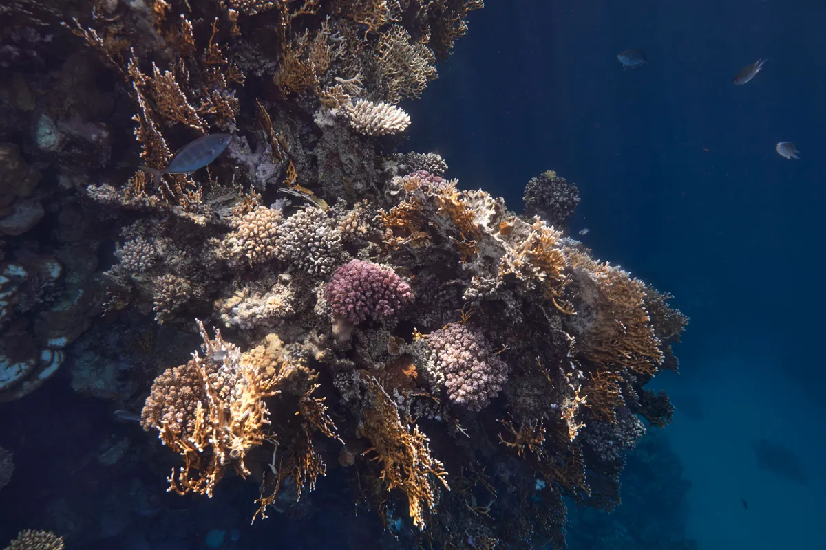 SNORKELING E IMMERSIONI